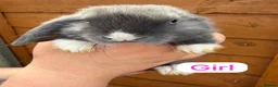 Mini Lop rabbits for sale: Mini lops  - Advert 8