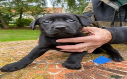 Mixed Breed dogs for sale: 2 Male Lab X Huntaway pups for sale - Image 2