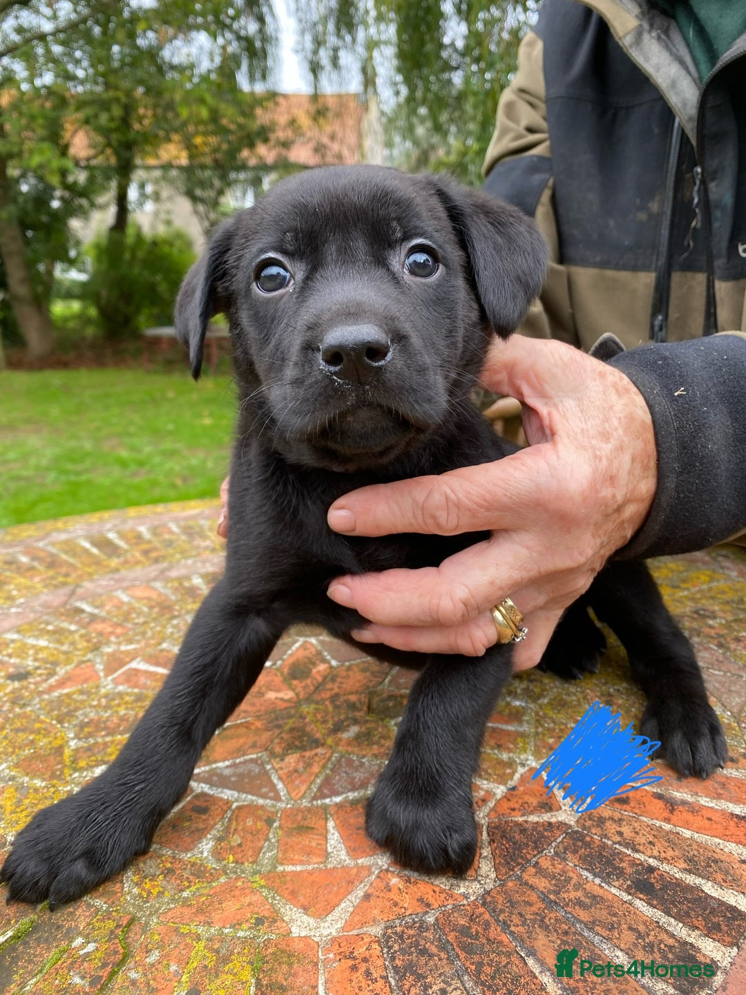Mixed Breed dogs for sale: 2 Male Lab X Huntaway pups for sale - Image 2