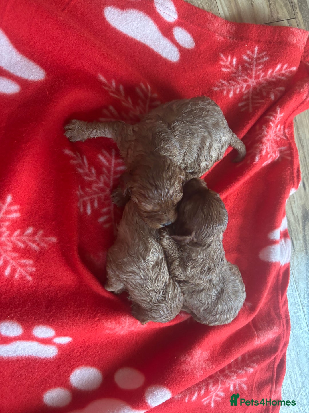 Cavapoo dogs for sale: Beautiful Red Cavapoo puppies for sale  - Advert 11