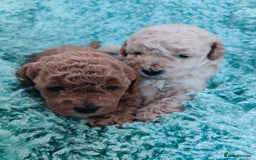 Cavapoo dogs for sale: Exquisite Cavapoo Boy and Girl, Red and Apricot,   - Image 8