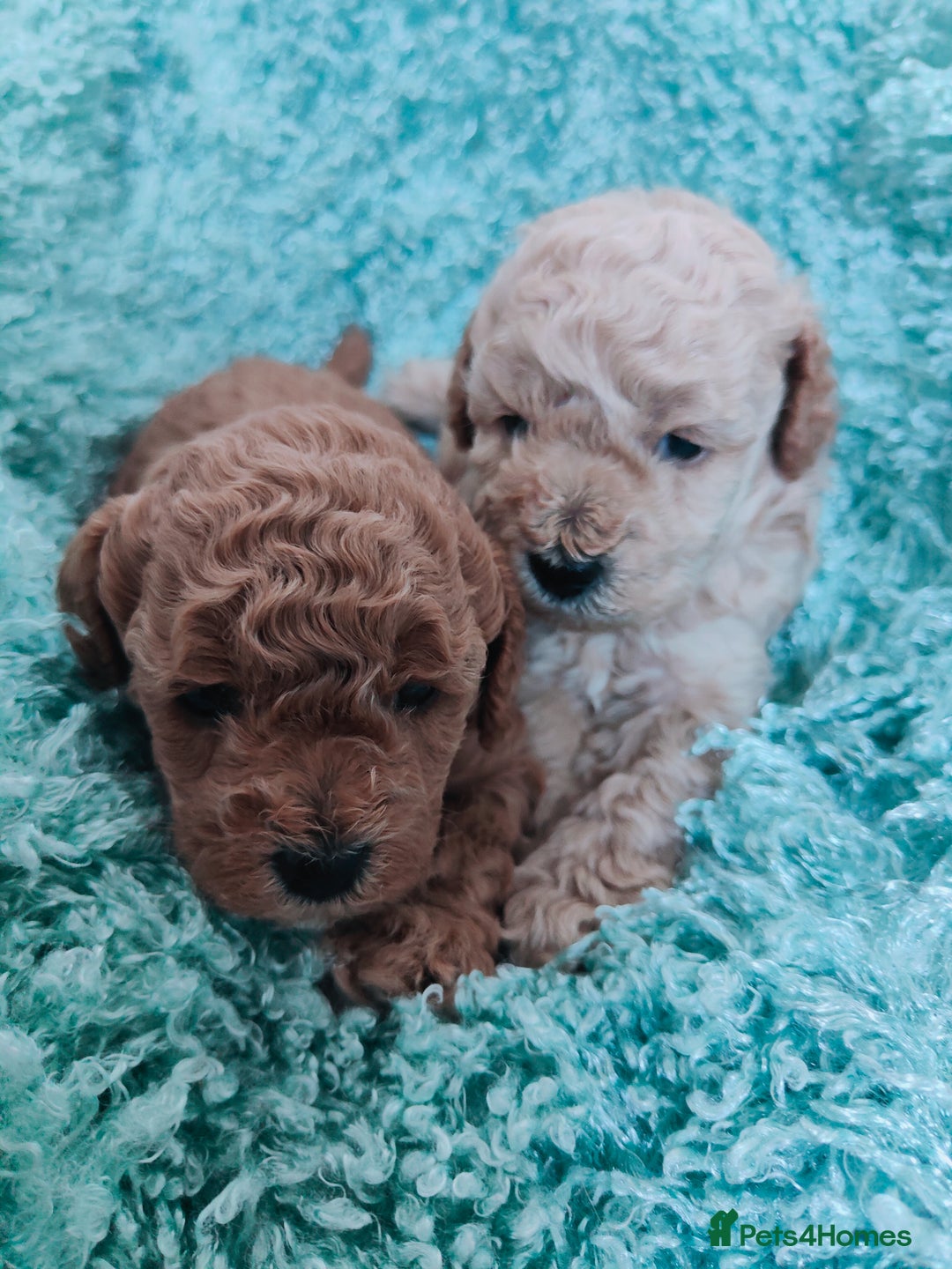 Cavapoo dogs for sale: Exquisite Cavapoo Boy and Girl, Red and Apricot,   - Image 8