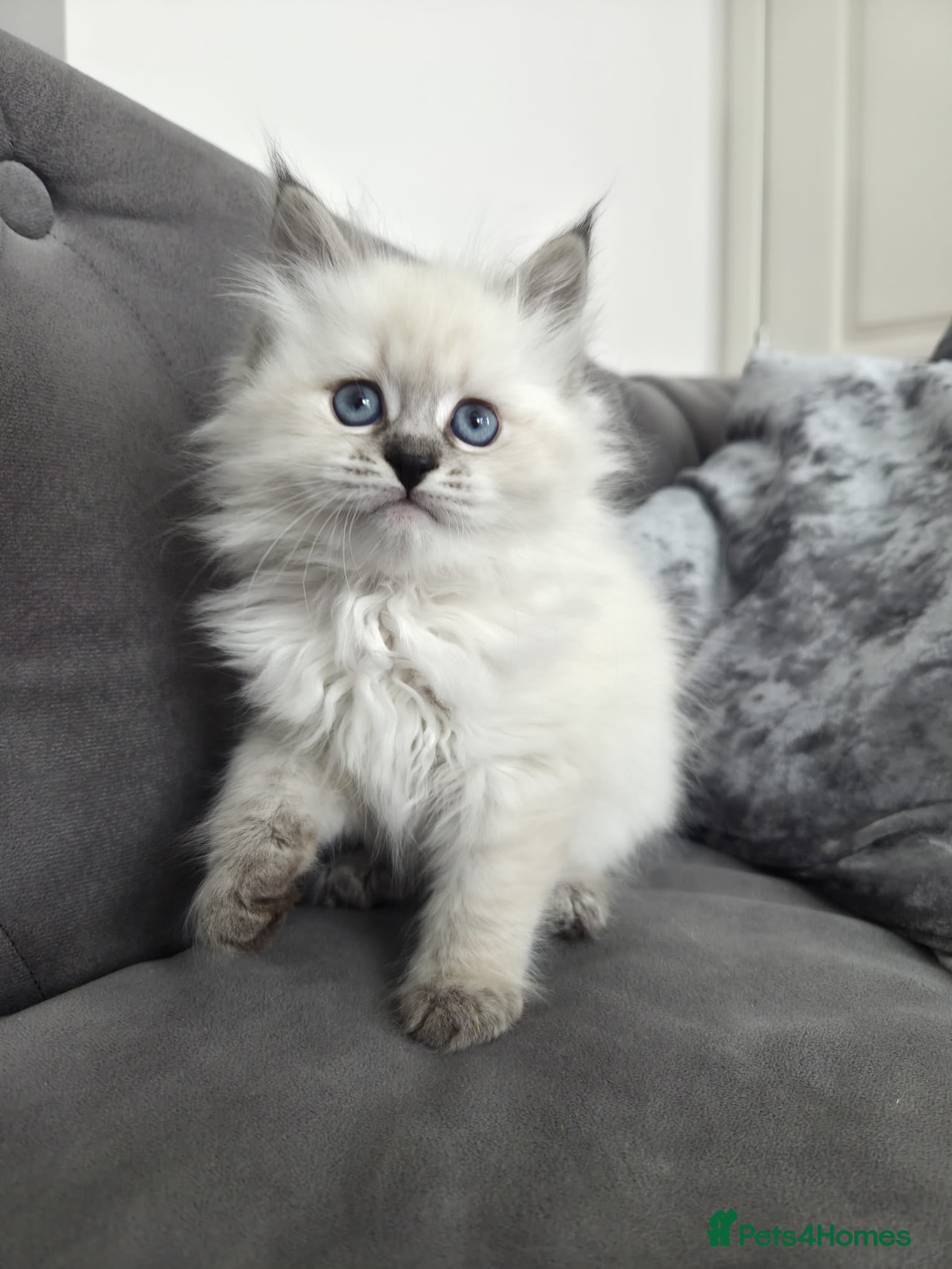 Siberian cats 🤩Champion bloodlines neva masquerade siberians🤩 - Advert 18