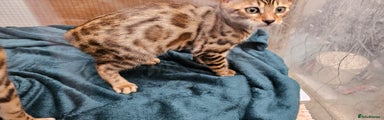 Bengal Kitten 1
