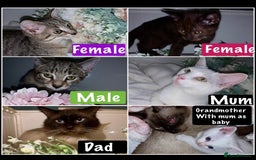Mixed Breed cats for sale: Beautiful kittens Ready Now ( Kitten pack) - Image 1