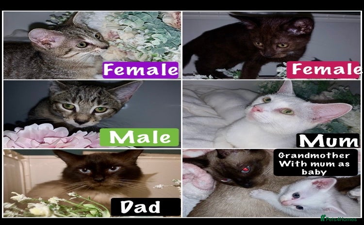 Mixed Breed cats - Advert 3