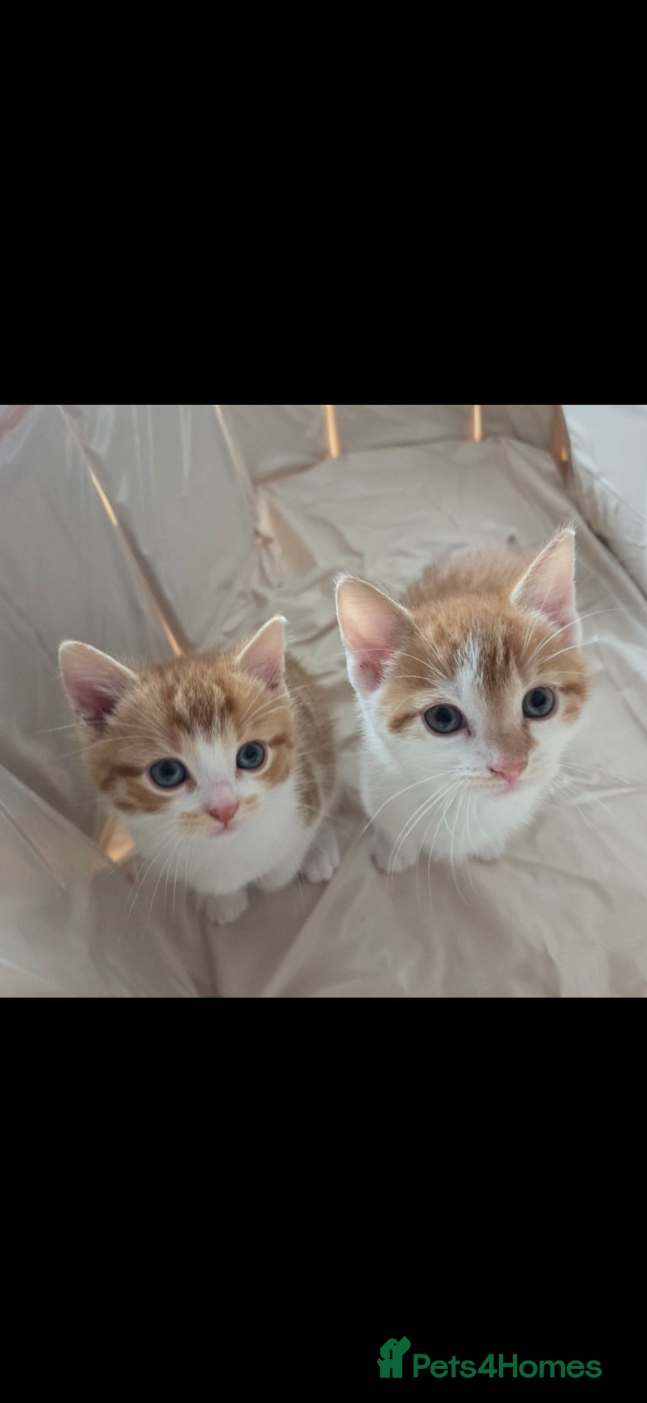 Mixed Breed cats Friendly babys looking for purrfect homes - Advert 12