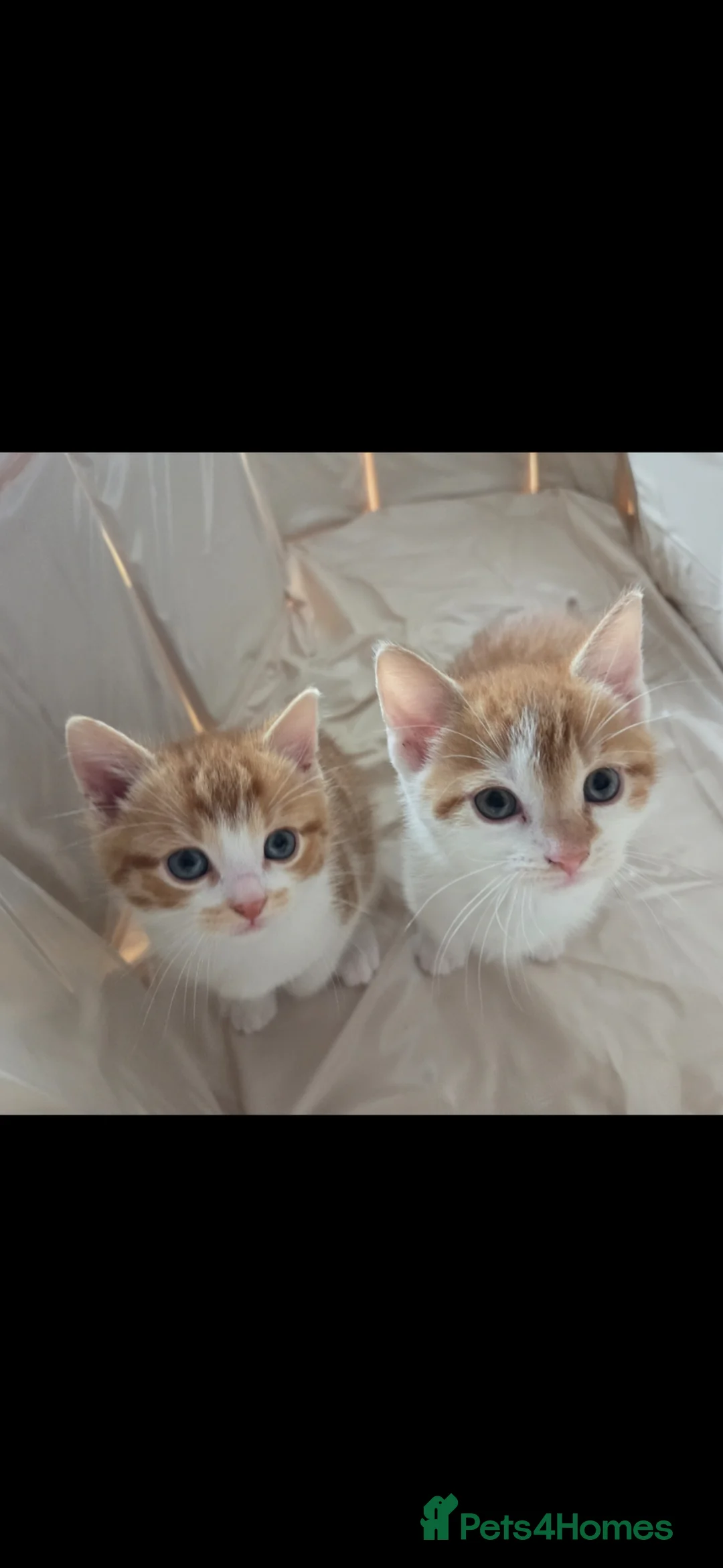 Mixed Breed cats for sale: Friendly babys looking for purrfect homes - Advert 1