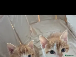 Mixed Breed cats Friendly babys looking for purrfect homes - Advert 12