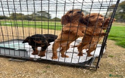 Cocker Spaniel dogs for sale: Working cocker spaniel - champion bloodlines  - Image 32