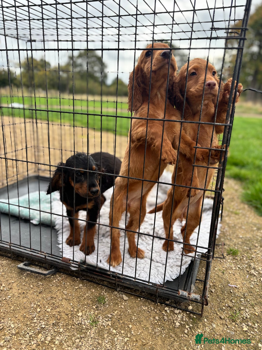 Cocker Spaniel dogs for sale: Working cocker spaniel - champion bloodlines  - Image 32