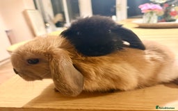 Mini Lop rabbits for sale: 2 amazing mini-lop baby brothers (10 weeks)  - Advert 1