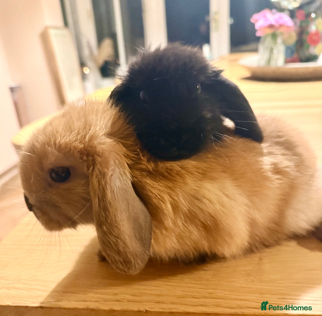 Mini Lop rabbits for sale: 2 amazing mini-lop baby brothers (10 weeks)  - Advert 1
