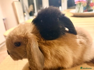 Mini Lop rabbits 2 amazing mini-lop baby brothers (10 weeks) - Advert 3