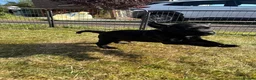 Labrador Retriever dogs for sale: 1 black male labrador puppy - Advert 4