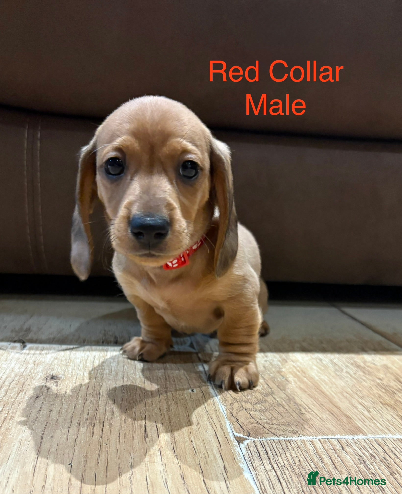 Miniature Dachshund dogs Miniature Dachshund Puppies💕 - Advert 7