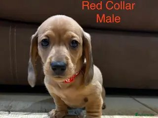 Miniature Dachshund dogs Miniature Dachshund Puppies💕 - Advert 3