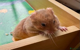 Hamster rodents for sale: Beautiful, pedigree Syrian hamster babies in High Wycombe - Image 6