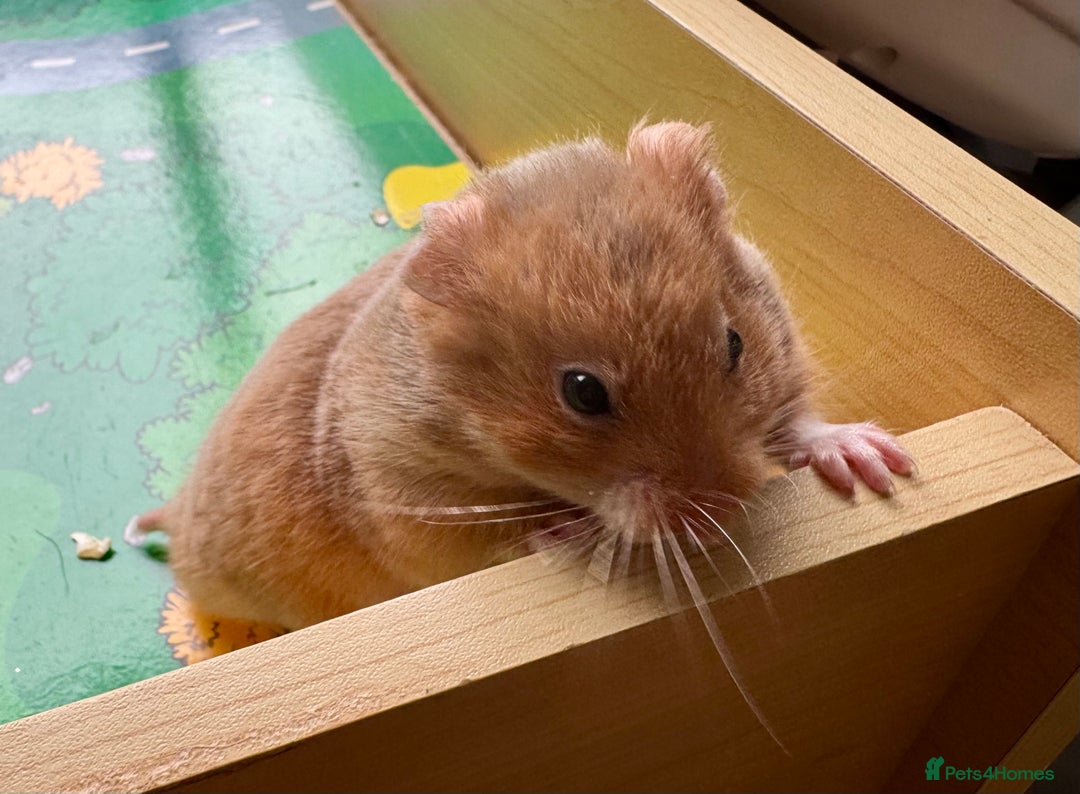 Hamster rodents for sale: Beautiful, pedigree Syrian hamster babies in High Wycombe - Image 6