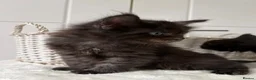 Maine Coon cats for sale: 🐈🐈‍⬛ Russian/European Bloodline Kittens 💕🐱 - Advert 31
