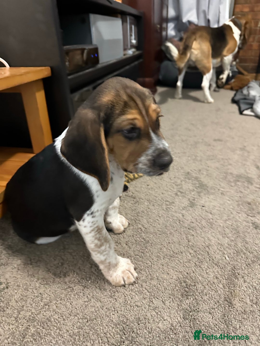 Beagle dogs for sale: Beautiful puppies Available - Image 1