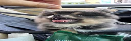 Pomeranian dogs for sale: Cute Pomeranians - Advert 4