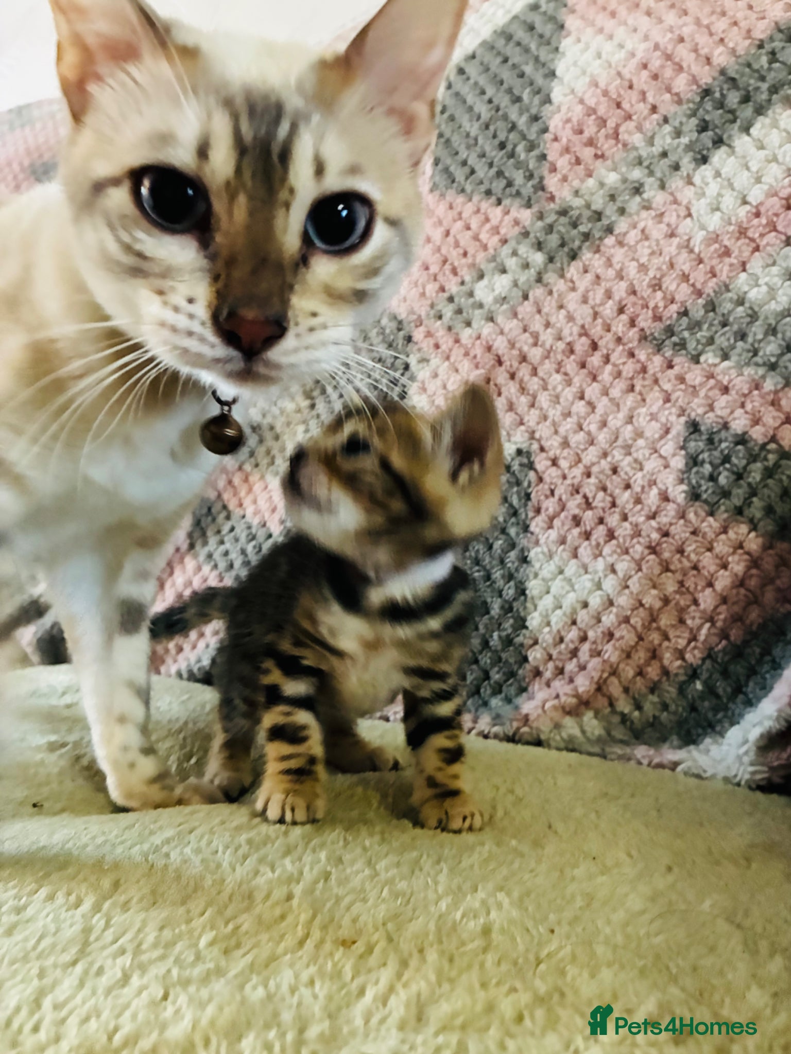 Bengal cats Beautiful Bengal Kittens for sale - Advert 1