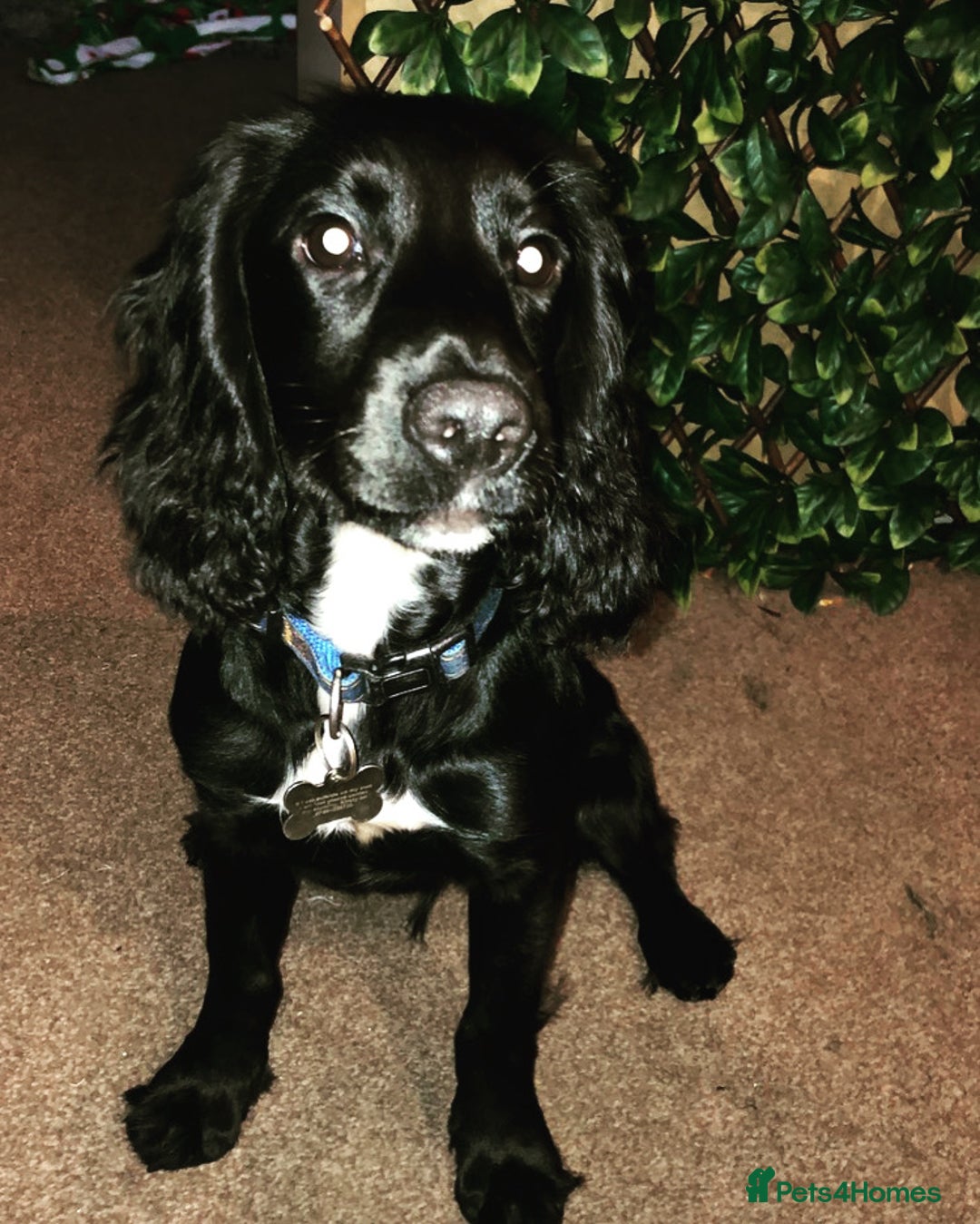Cocker Spaniel dogs for stud: KC registered Cocker Spaniel Striker for stud - Image 36