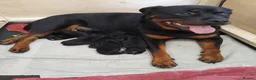 Rottweiler dogs for sale: KC Registered Rottweiler Puppies in Stoke-on-Trent - Advert 2