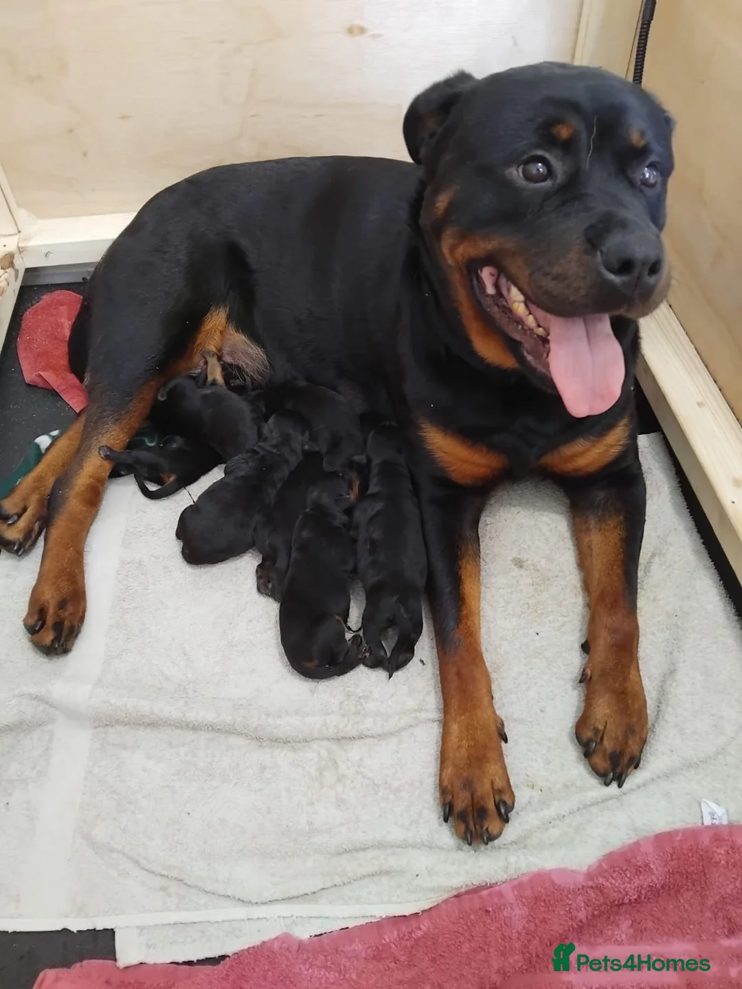 Rottweiler dogs for sale: KC Registered Rottweiler Puppies in Stoke-on-Trent - Advert 2