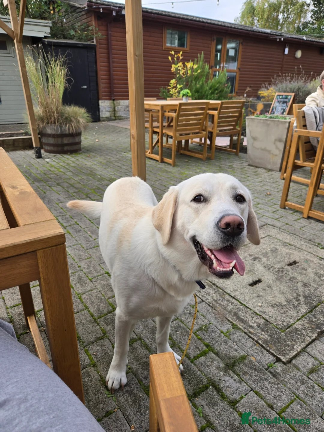 Goldador dogs for sale: Dog for rehome  - Advert 3