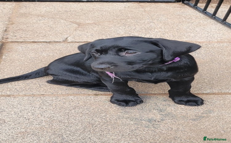 Labrador Retriever dogs in Jedburgh - Advert 11