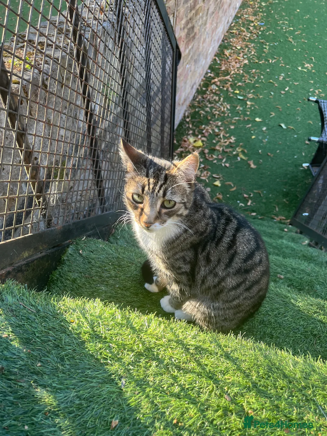 Domestic Shorthair cats for sale: pixie  in London - Advert 1