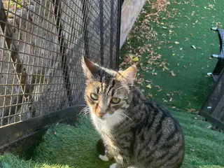 Domestic Shorthair cats pixie - Advert 1