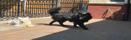 German Shepherd dogs for stud: *Proven* Black German Shepherd Dog Male at Stud  - Advert 11