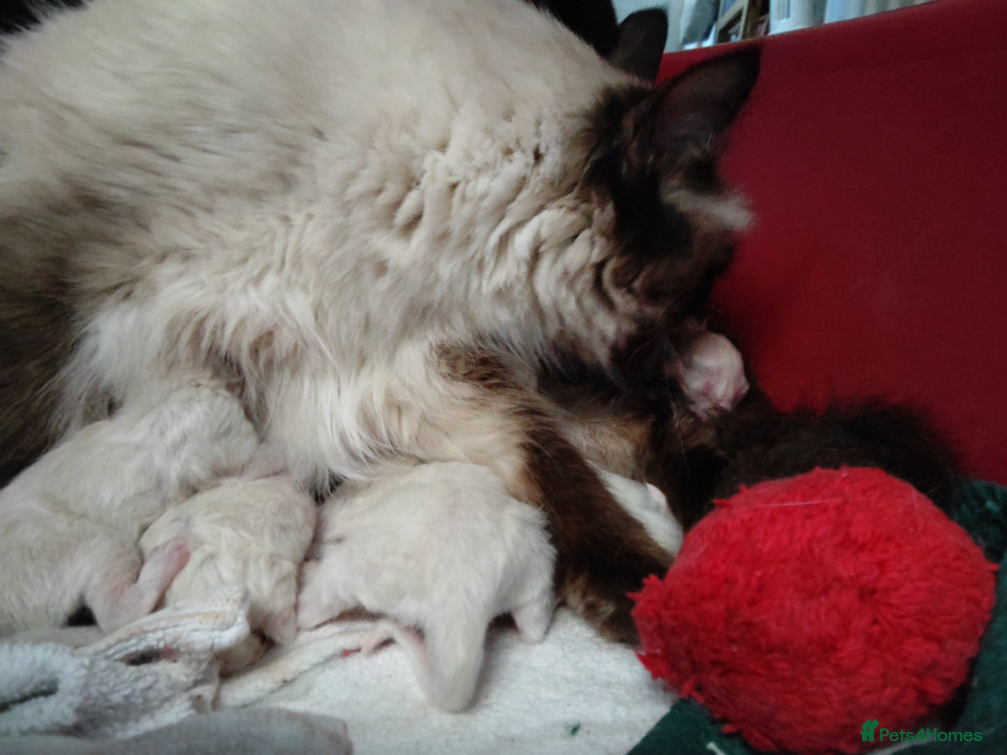 Ragdoll cats Beautiful Healthy Ragdoll Kittens - Advert 1