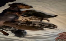 Miniature Dachshund dogs for sale: Venus is a mama to 5! - Image 15