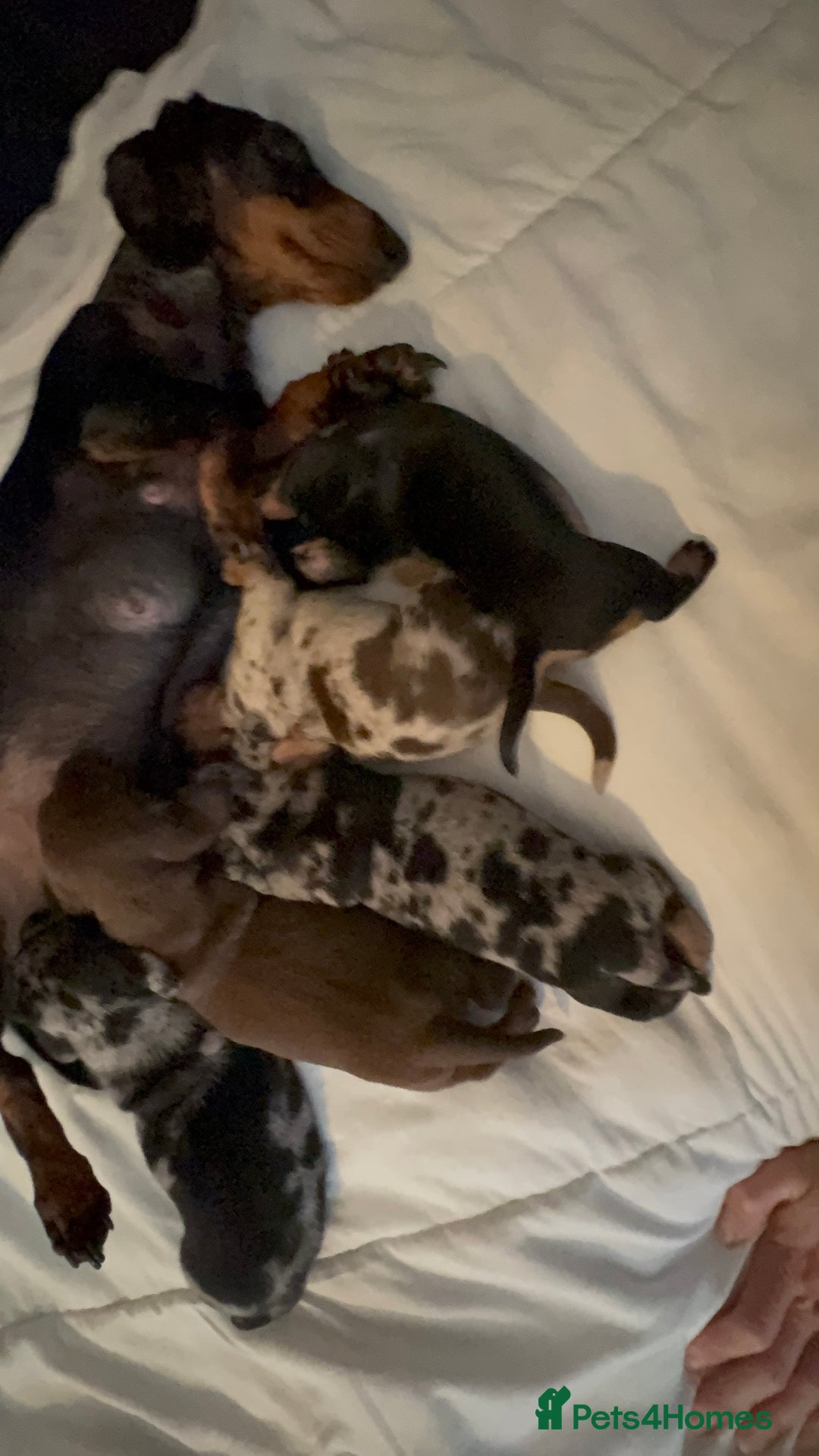 Miniature Dachshund dogs for sale: Venus is a mama to 5! - Image 15