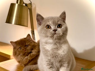 British Shorthair cats Champion line kittens - Advert 4