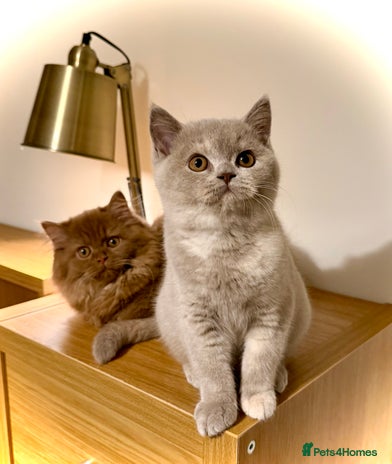 British Shorthair cats Champion line kittens - Advert 12