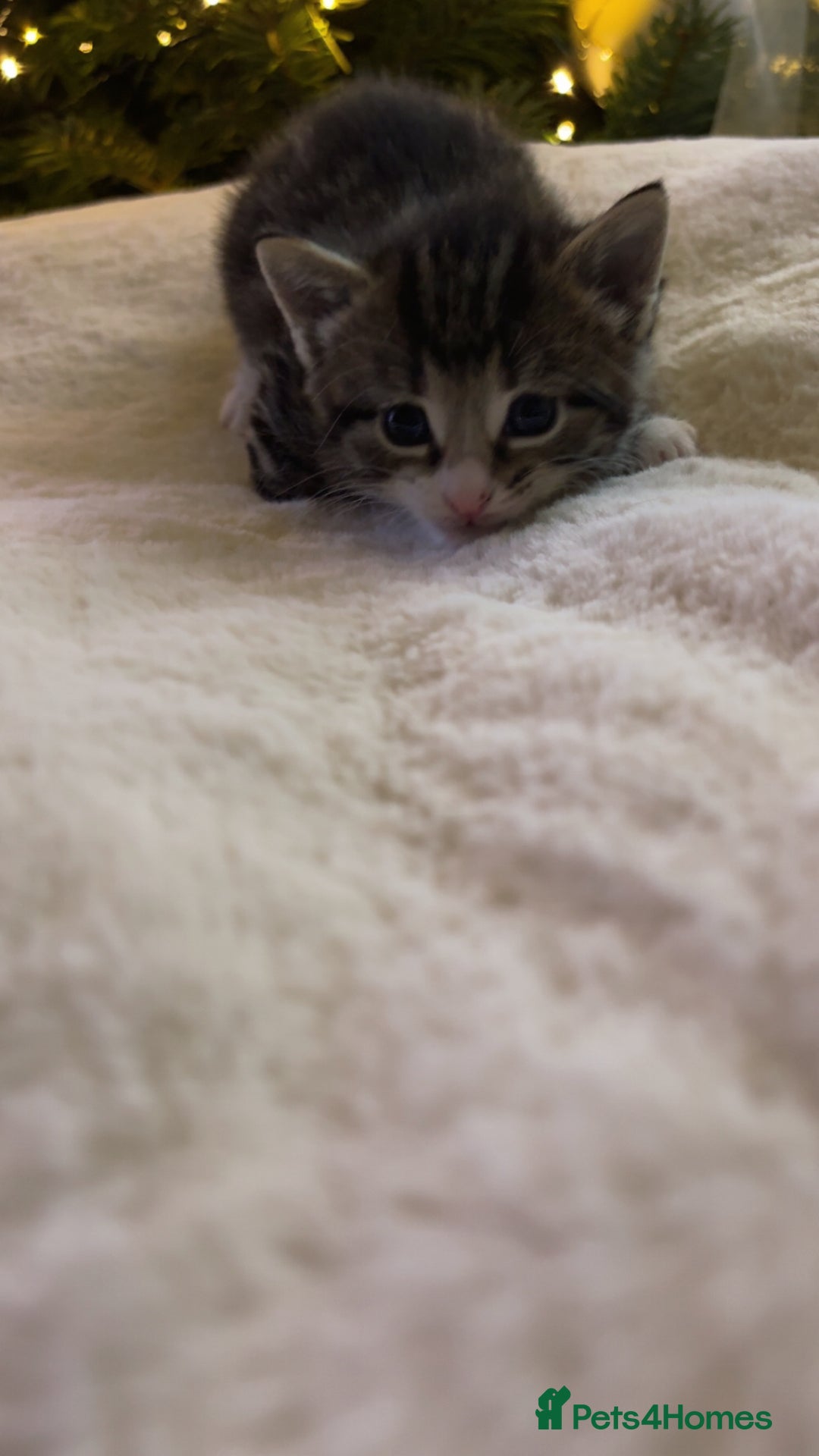 Mixed Breed cats for sale: Stunning kittens 🐱🐱🐱🐱 - Advert 13