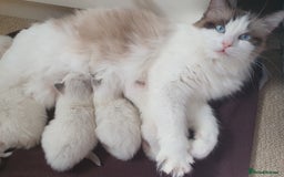 Ragdoll cats for sale: PEDIGREE RAGDOLL KITTENS FROM GCCF REGISTERED - Image 6
