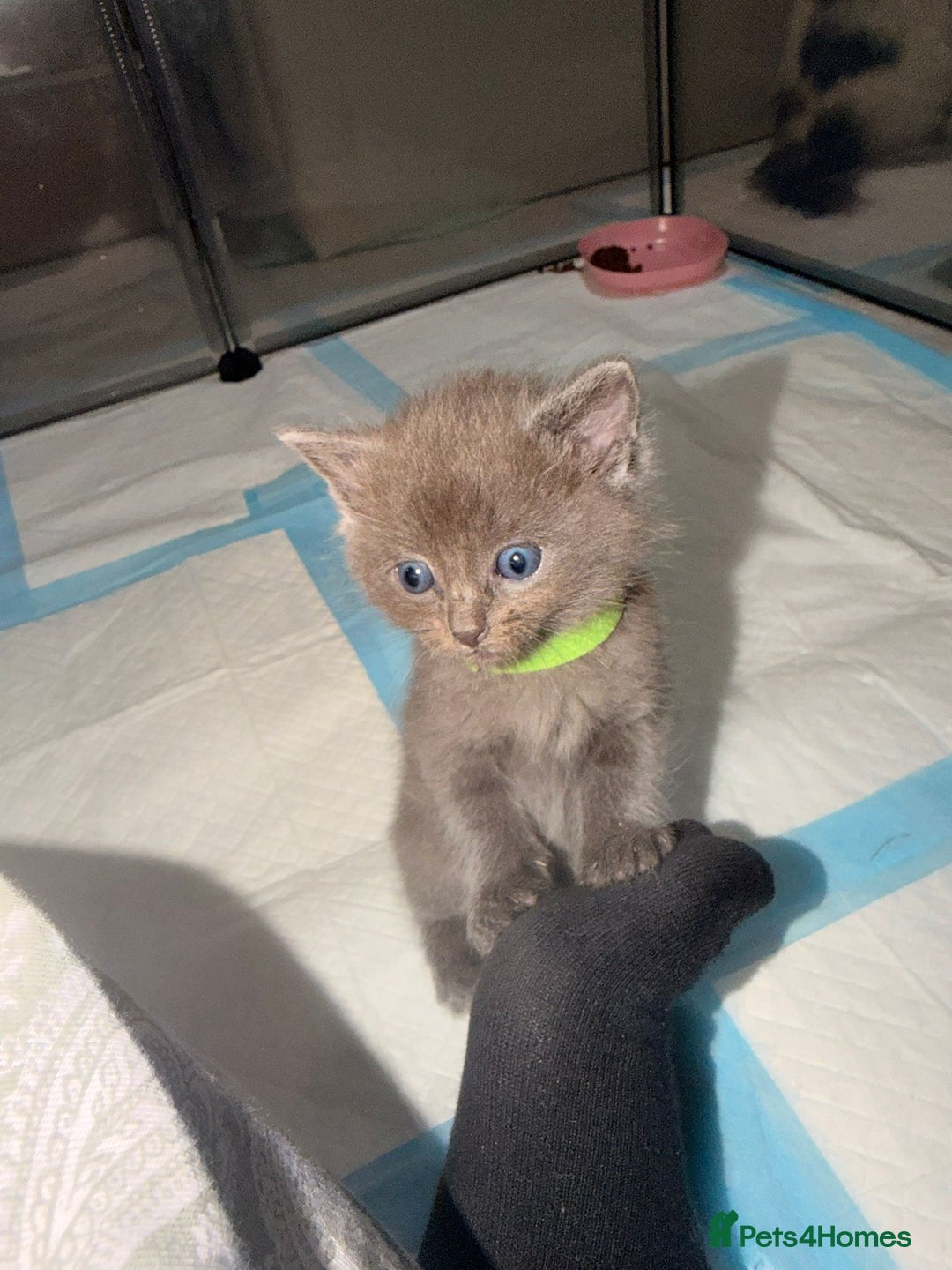 Ragdoll cats for sale: Ragdoll mix kitten - 5 Boys - Advert 13