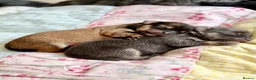 Chorkie dogs for sale: Miniature Chorkie Boys - Advert 4