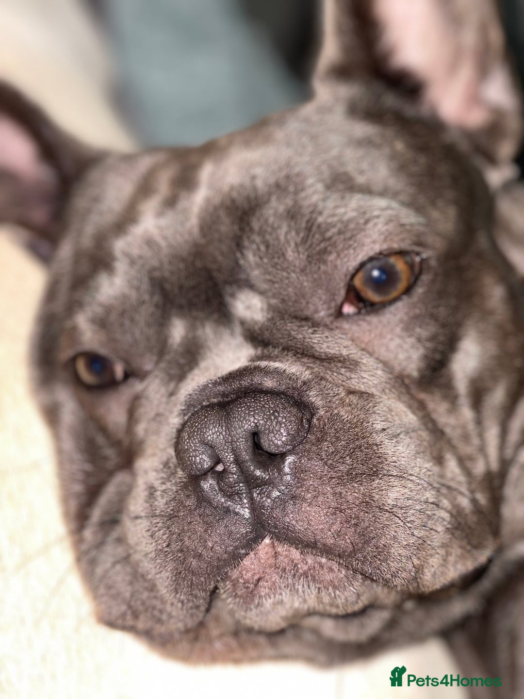 French Bulldog dogs for sale: 10 month Male French bulldog.  - Image 2