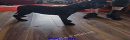 Cane Corso dogs for sale: Reduced! Champion Bloodline Cane Corso Puppies - Advert 6