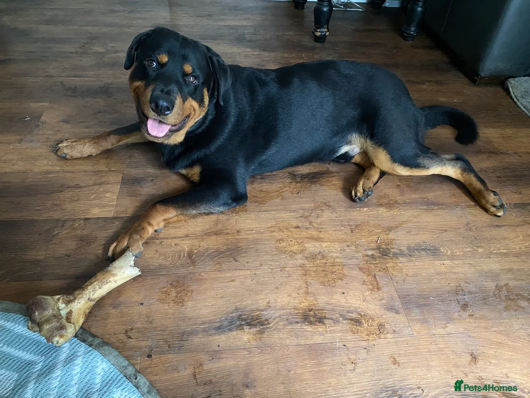 Rottweiler dogs for sale: Reggie ( please read ad before messaging) - Advert 1