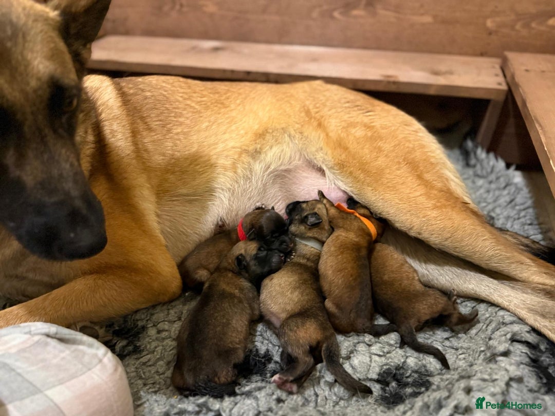 Belgian Shepherd Dog dogs for sale: 5 month old Belgium malinois puppy - Advert 7