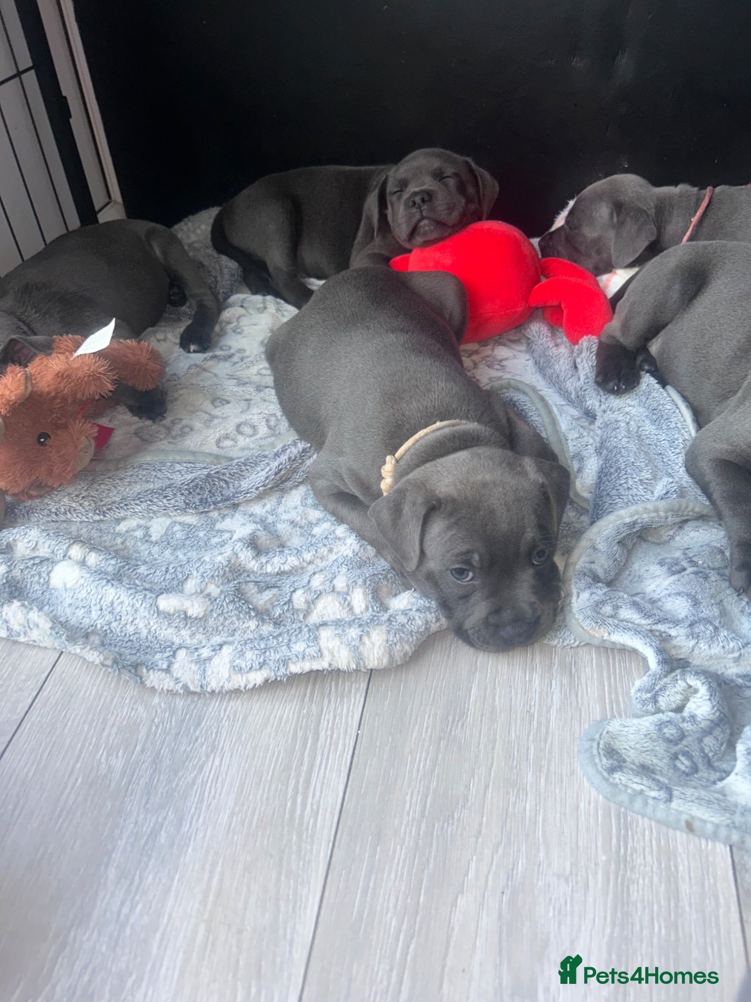 Staffordshire Bull Terrier dogs KC reg Blue Staff Puppies  - Advert 18