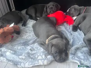 Staffordshire Bull Terrier dogs KC reg Blue Staff Puppies - Advert 2